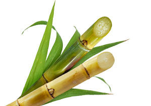 Sucre